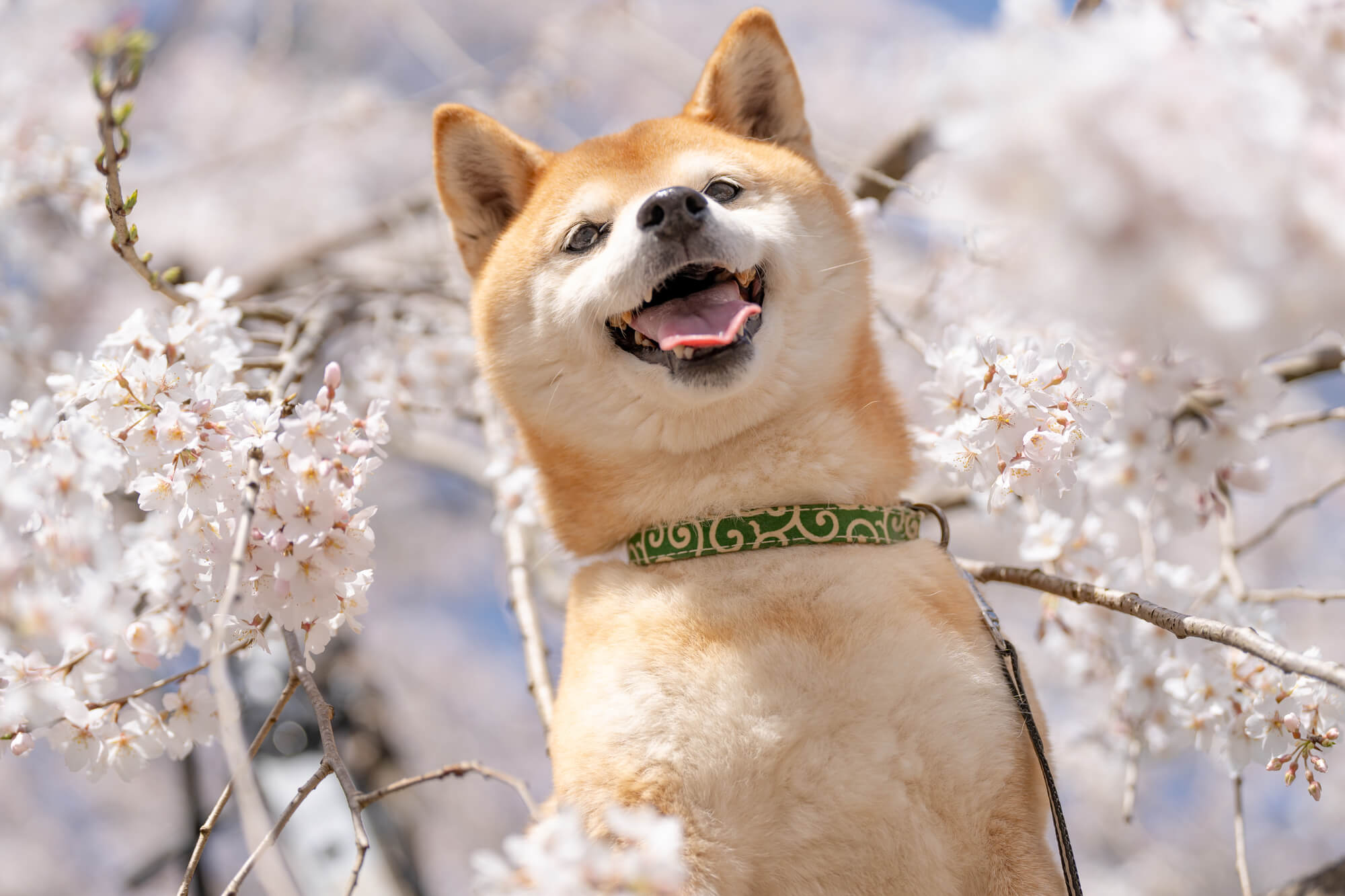 柴犬の性格を理解して、最高のパートナーになろう